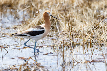 American Avocet