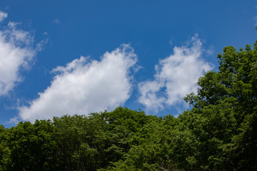 Fototapeta na wymiar 初夏の森と青空と白い雲