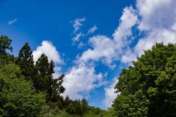 初夏の森と青空と白い雲