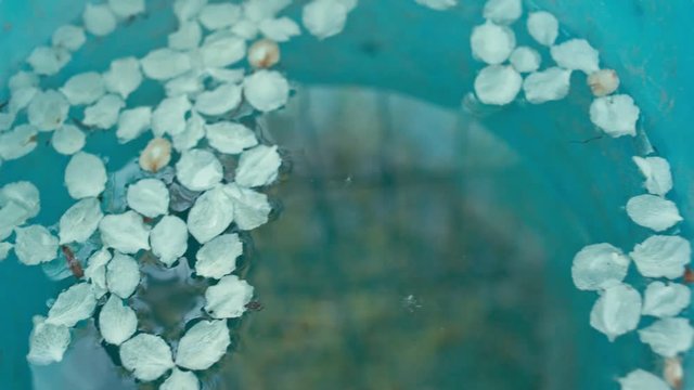 Petals in backet with water