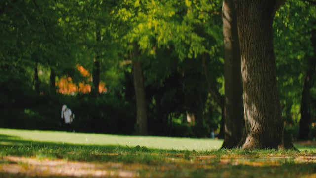 Wide angle shot of a green park on a summer afternoon
Original Author: Danny Feng www.hellodannyfeng.com