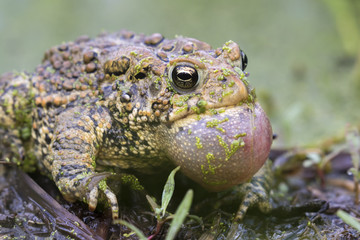 Male American toad (Anaxyrus americanus) calling sac inflated, covered with duckweed, Iowa, USA.