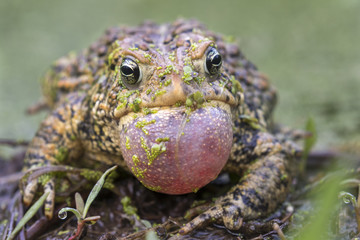 Male American toad (Anaxyrus americanus) calling sac inflated, covered with duckweed, Iowa, USA.