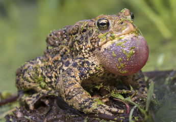 Male American toad (Anaxyrus americanus) calling sac inflated, covered with duckweed, Iowa, USA.