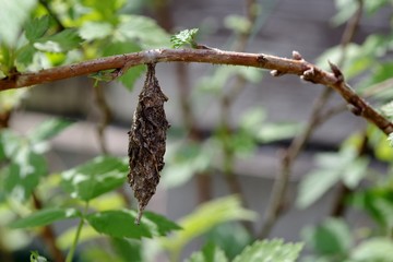 枝にぶら下がる蓑虫