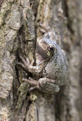 Gray treefrog (Hyla versicolor) camouflaging on the bark of elm tree, Iowa, USA.