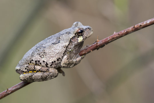 Gray treefrog (Hyla versicolor) on a stick, Iowa, USA.