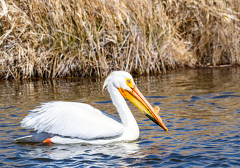 White Pelican
