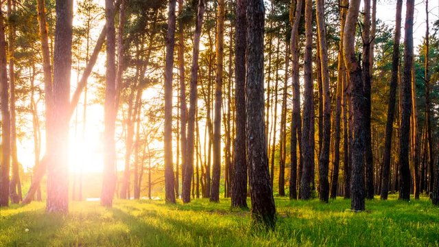Time lapse of the spring pine forest at sunset. Camera moves from left to right