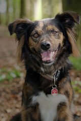 Fototapeta premium Hund