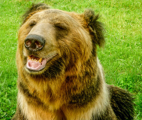 A Brown Bear in the Animals Asia rescue centre near Chengdu, China