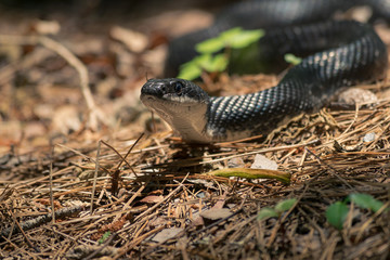 Ratsnake Sunning on Bed of Pine Needles