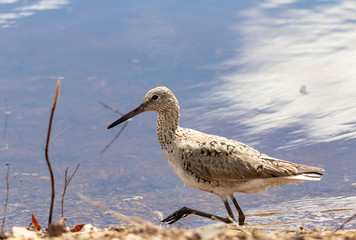 Willet