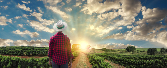 Farmer or working with hat on coffee field at sunset field