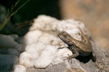 Brown Fence Lizard Climbs on White Rocks