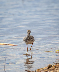 Yellowlegs