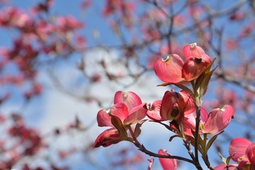 花水木（Flowering dogwood）の花が咲く