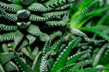 Green leaves of agave.