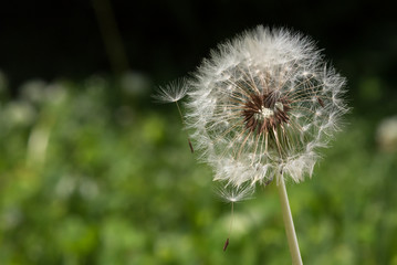 Macro Dandelion Puff Losing Seeds on Black and Green Background
