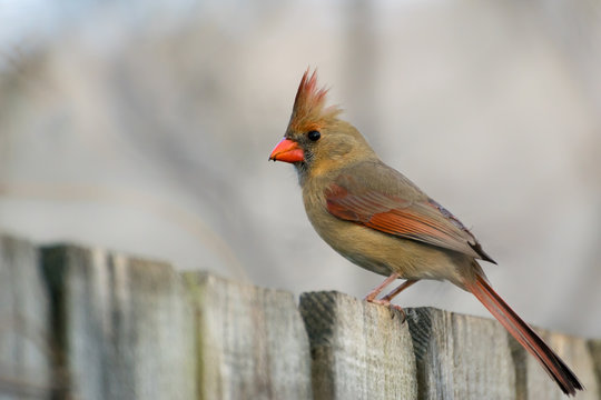 Female Cardinal Sitting on Wood Privacy Fence