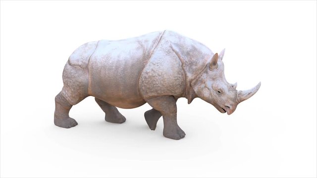 3d Illustration Large White Rhinoceros Isolated on White Background. Rhino Slowly Walking Seamlessly Looped.