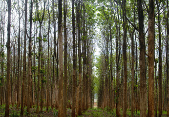 Fototapeta na wymiar forest texture background