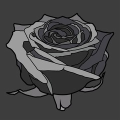 Vector illustration of a rose.
