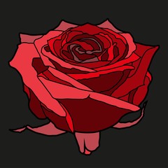 Vector illustration of a rose.
