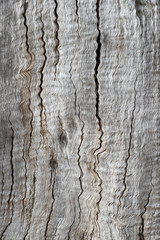 Wavy Drift Wood Texture