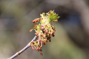 Trees Coming To Life, Whitemud Park, Edmonton, Alberta