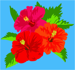 Vector illustration of tropical red hibiscus flowers with leaves isolated on blue background　ハイビスカスのベクター素材