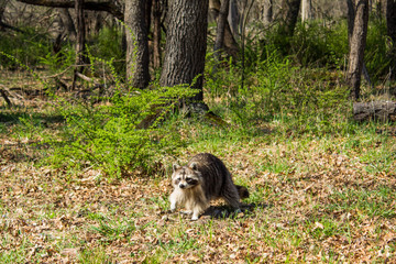 Walking raccoon