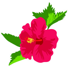 Vector illustration of a tropical red hibiscus flower with leaves isolated on white background