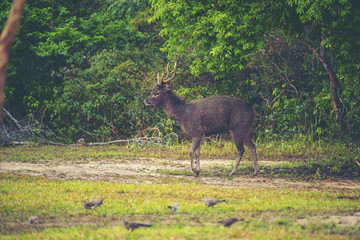 wild deer in forest, Khao Yai National Park, Thailand