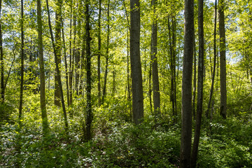 view of forest filled with tall and straight trees surrounded with green foliage