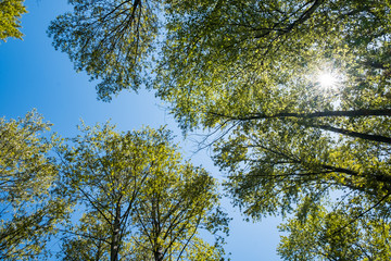 tall trees with green foliage under the blue sky view from the bottom