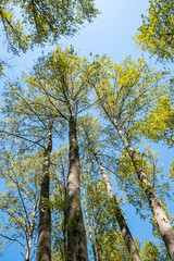 Fototapeta premium tall trees with green foliage under the blue sky view from the bottom