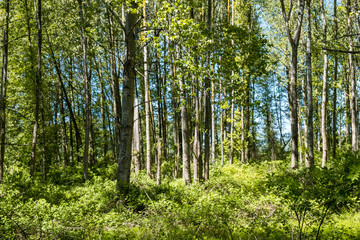 green forest under the afternoon sun 