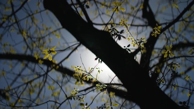 Sun flare shining through leaves on summer afternoon
Original Author: Danny Feng www.hellodannyfeng.com