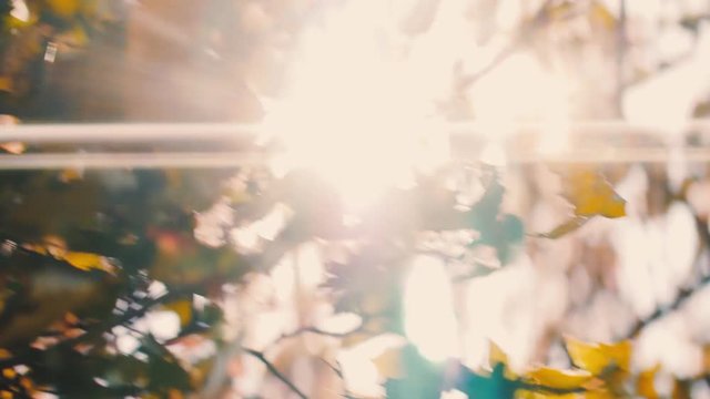 Sun flare shining through leaves on summer afternoon
Original Author: Danny Feng www.hellodannyfeng.com