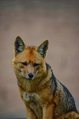 Andean Fox, or culpeo (Lycalopex culpaeus)