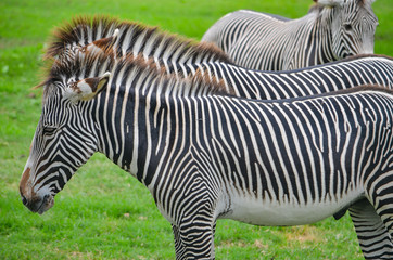 Fototapeta na wymiar African Zebra in the 'Parque de Legendes' zoological park, Lima, Peru