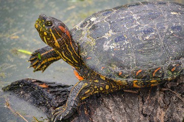 An Arrau Turtle resting and sunning itself on a log in the Amazon rainforest