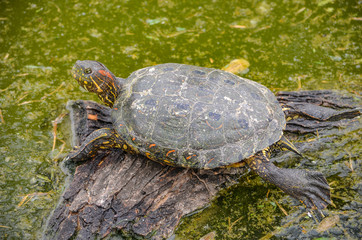 Obraz premium An Arrau Turtle resting and sunning itself on a log in the Amazon rainforest