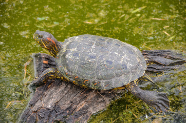 An Arrau Turtle resting and sunning itself on a log in the Amazon rainforest