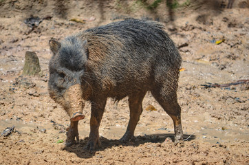 Fototapeta premium A Peccary. A medium-sized hoofed mammal of the family Tayassuidae in the suborder Suina along with the Old World pigs, Suidae. They are found throughout Central and South America and in the southweste