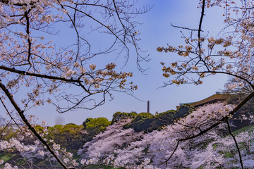 東京千鳥ヶ淵の桜