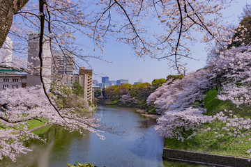 Fototapeta na wymiar 東京千鳥ヶ淵の桜