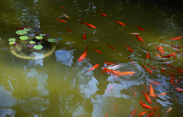 Beautiful golden fish pond