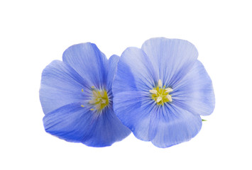 flax flowers isolated